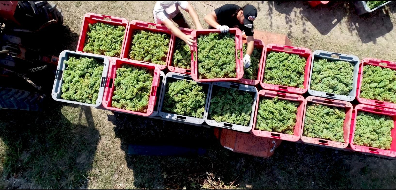 découvrir la production sur le vignole à Nogent l'Artaud,