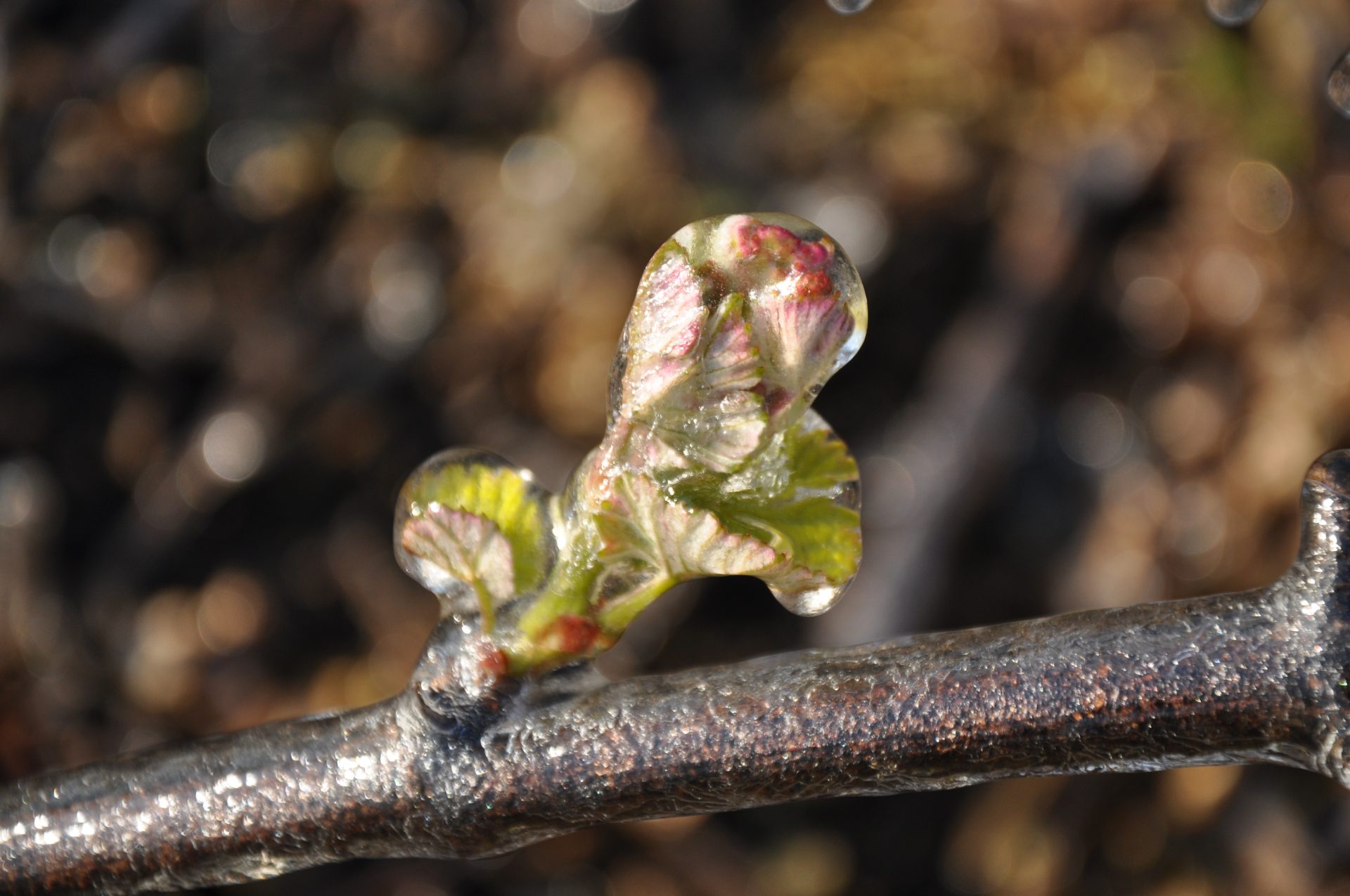 Champagne Hourdry à Nogent l'Artaud,
