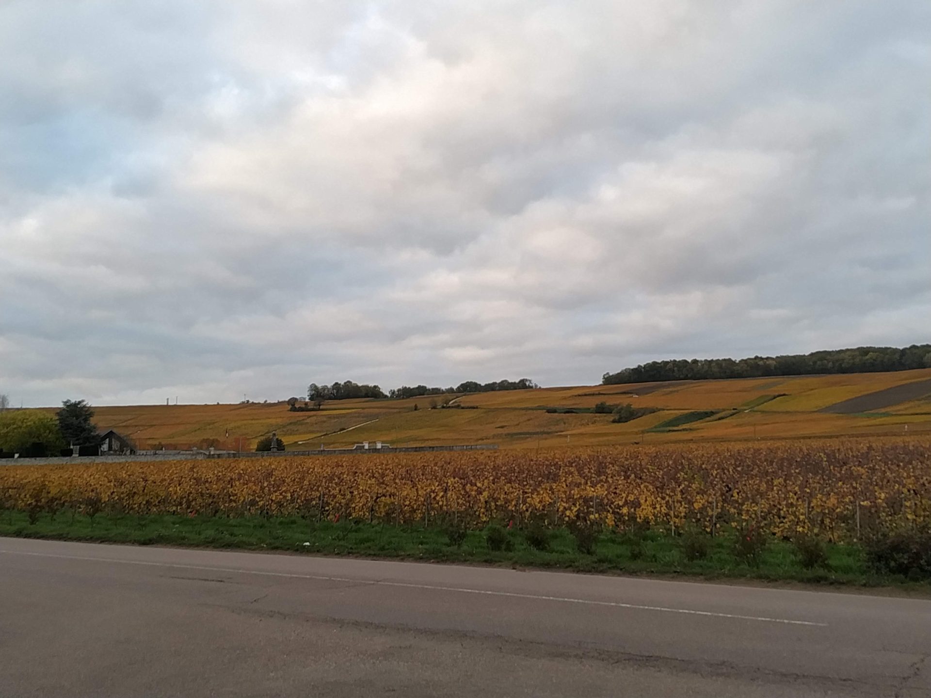 vignoble à Nogent l'Artaud